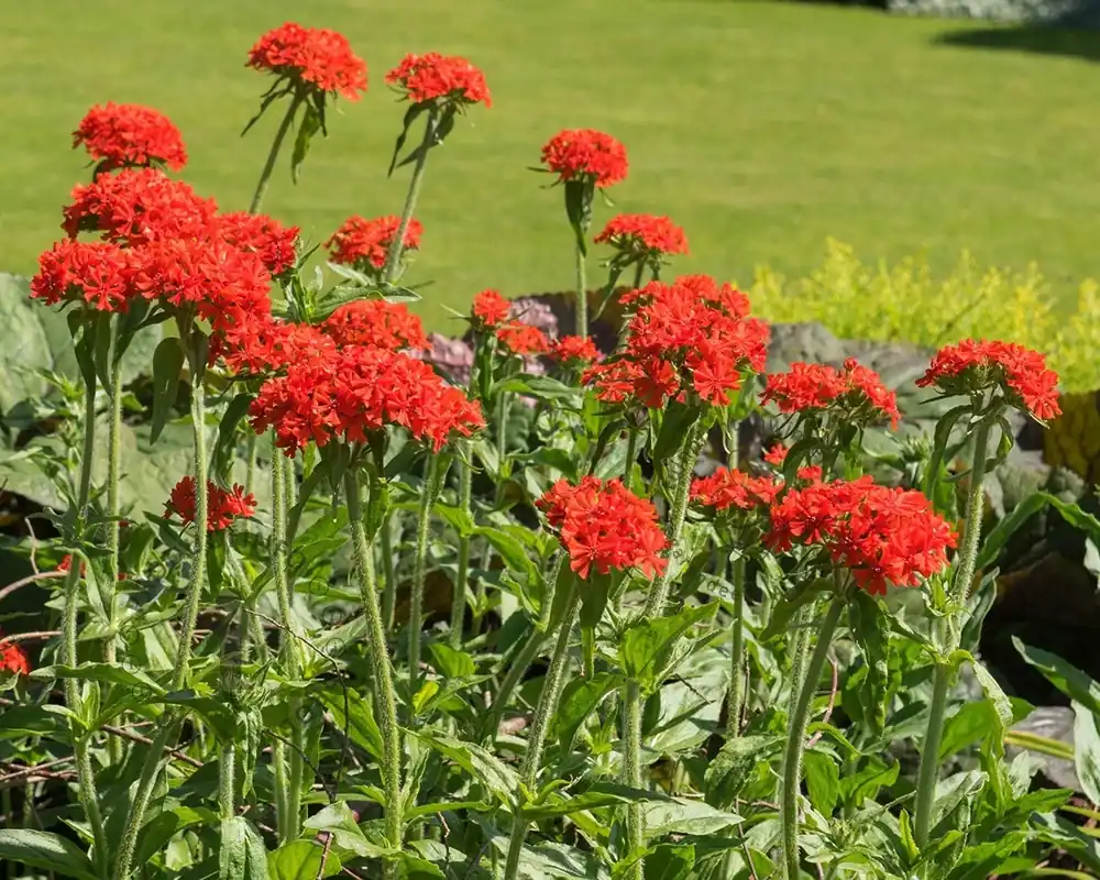 Lychnis chalcedonica - Direct bestellen