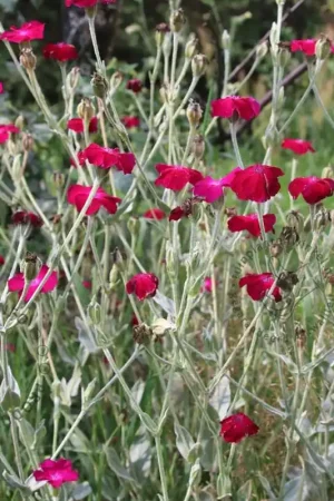 Zojuist toegevoegd - Lychnis coronaria