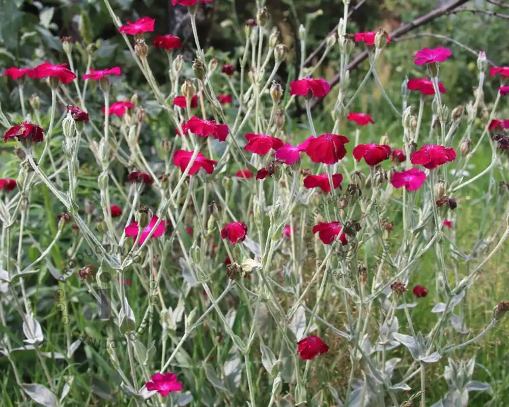 Zojuist toegevoegd - Lychnis coronaria