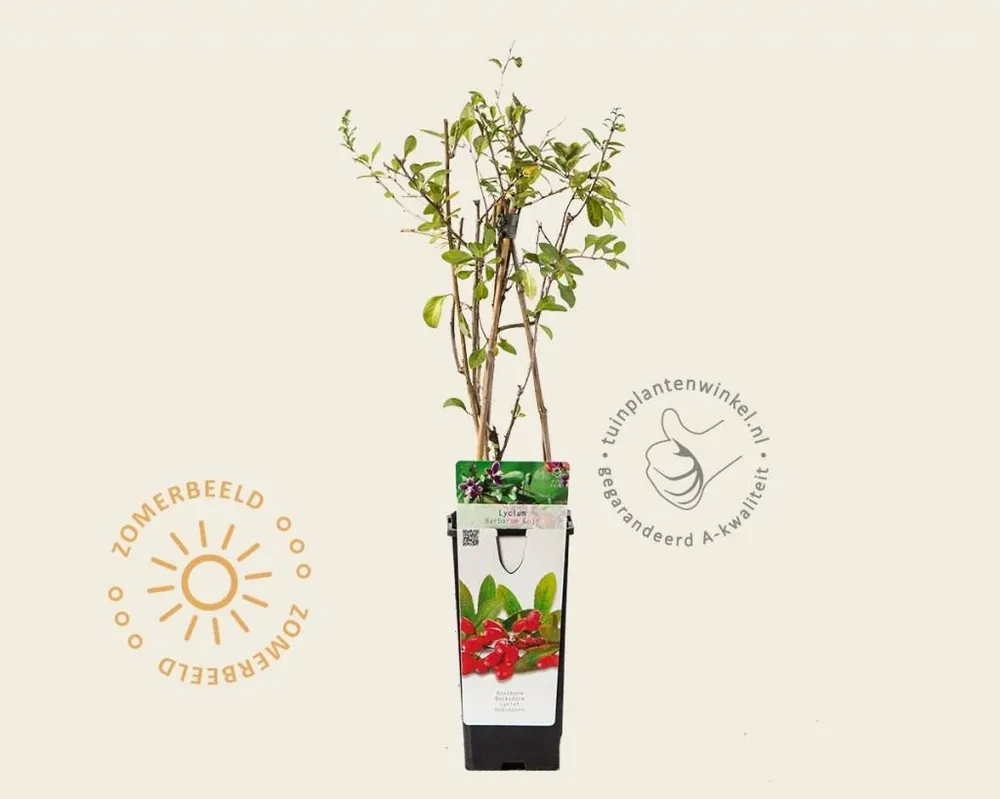 Dagdeal - Lycium barbarum