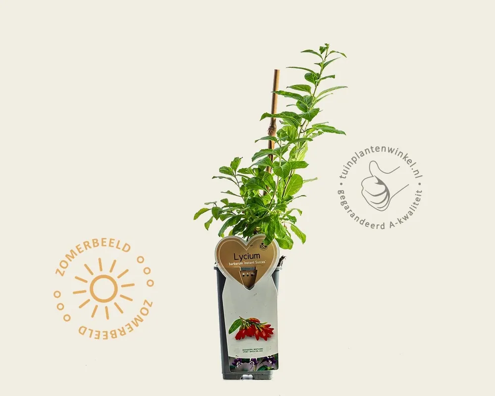Lycium barbarum ‘Instant Succes‘ | Topproduct