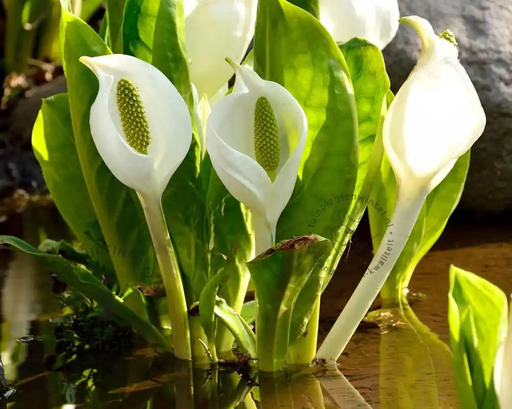 Lysichiton camtschatcensis | Fabrieksprijs