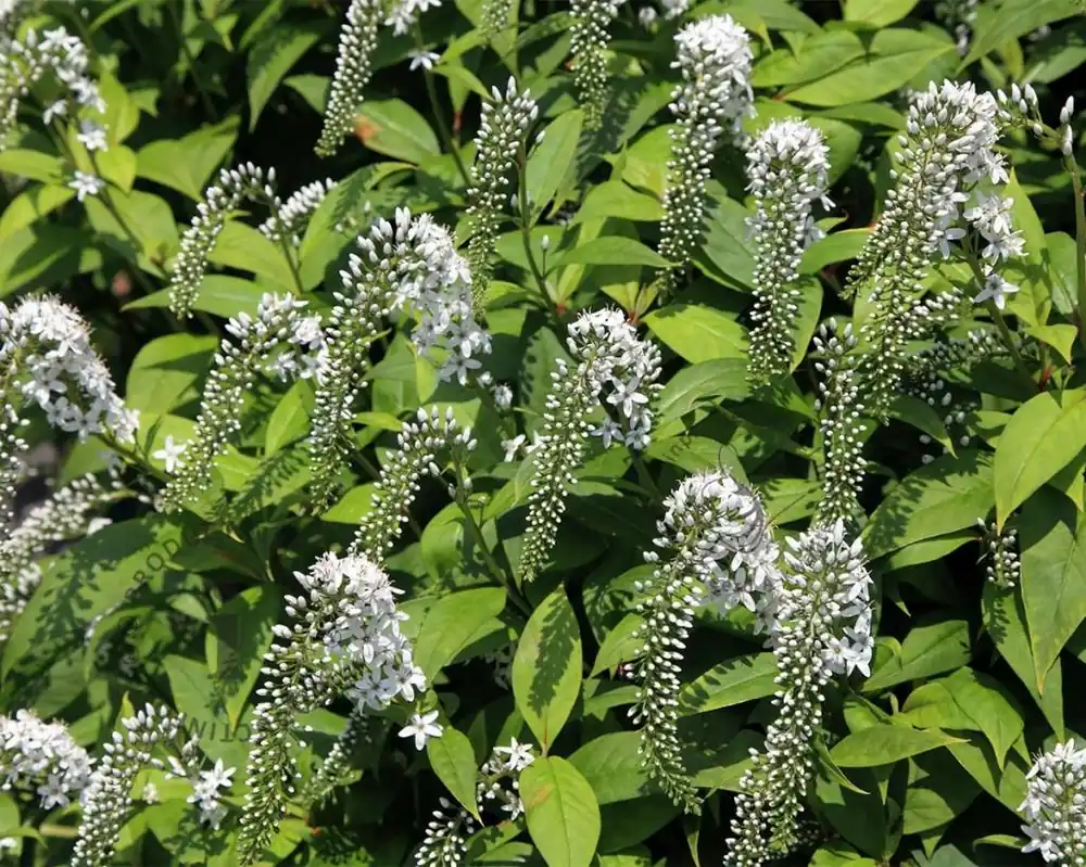 Extra voordeel | Lysimachia clethroides