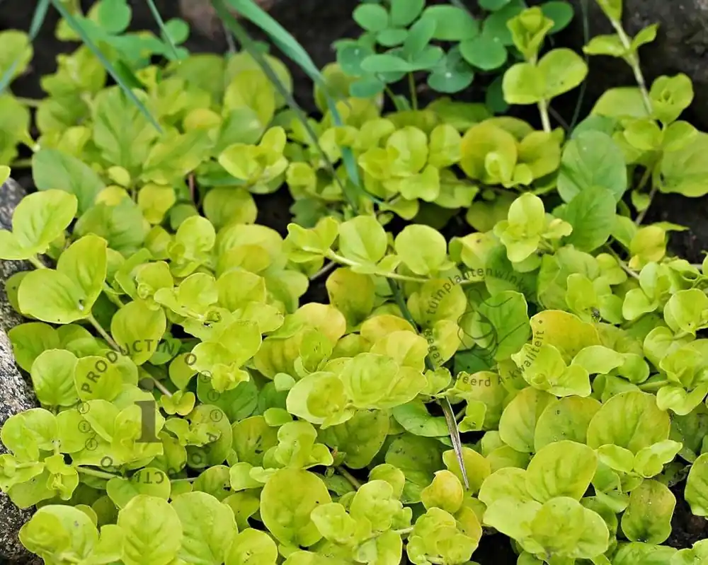 Lysimachia nummularia ‘Aurea‘ - Veilig winkelen