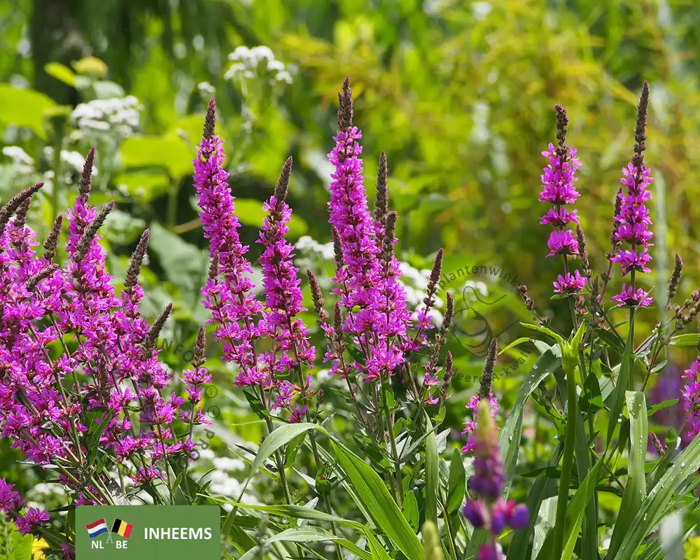 Lythrum salicaria | Korting