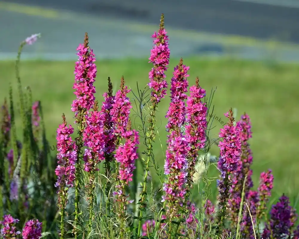 Nieuw - Lythrum salicaria ‘Robert‘
