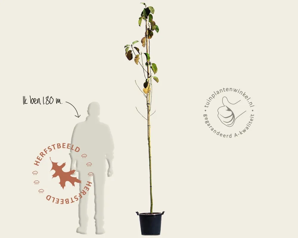Magnolia ‘Black Tulip‘ - hoogstam | Makkelijk bestellen