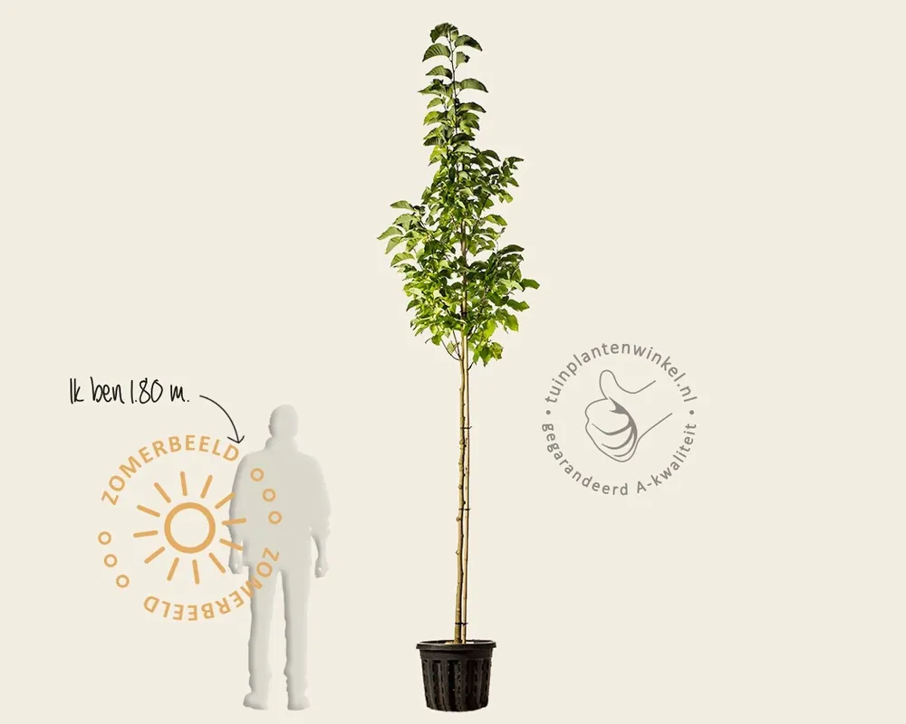 Nu beschikbaar - Magnolia brooklynensis ‘Yellow Bird‘