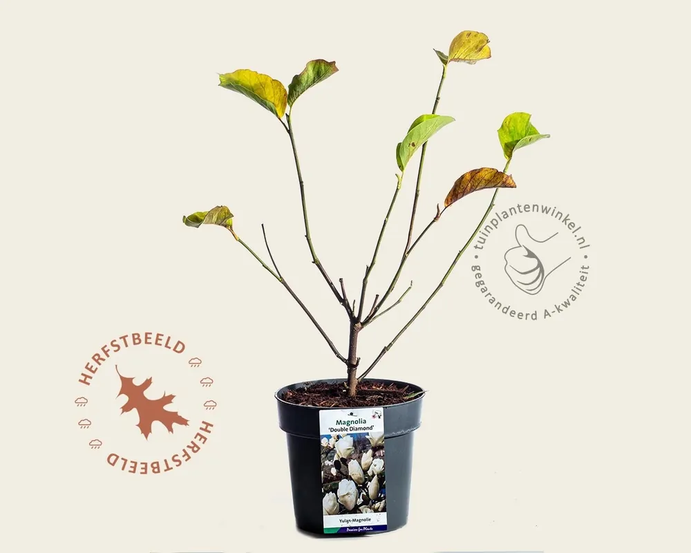 Online bestellen | Magnolia denudata ‘Double Diamond‘