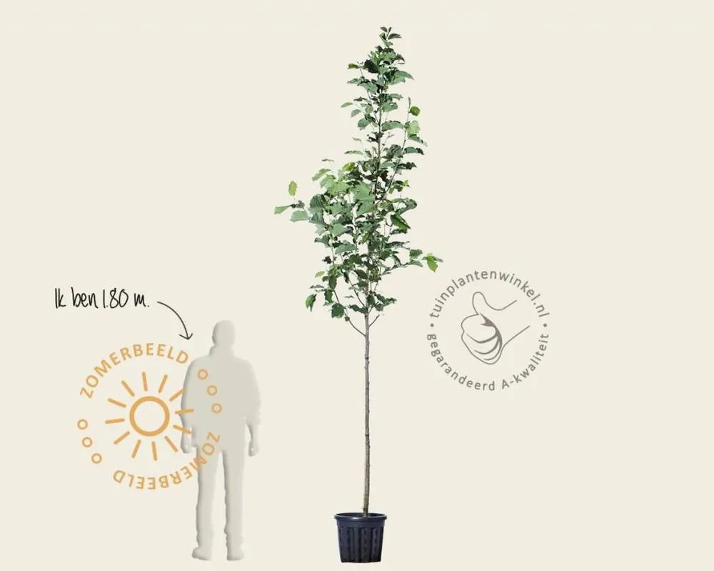 Magnolia ‘Galaxy‘ - hoogstam | Actieprijs