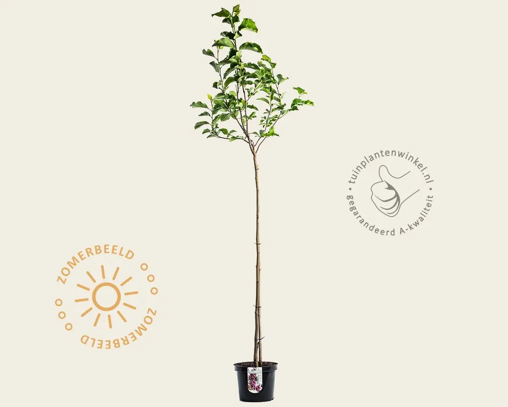 Magnolia ‘Galaxy‘ - op stam | Fabrieksprijs