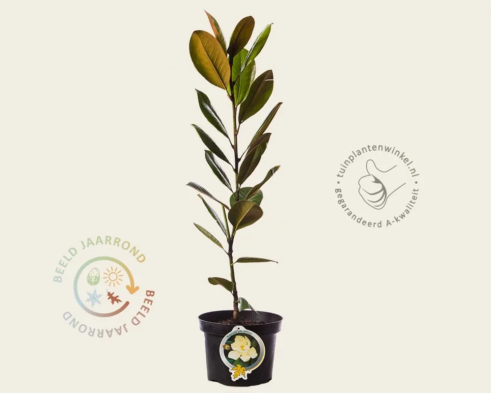 Magnolia grandiflora 60/80 - Superprijs