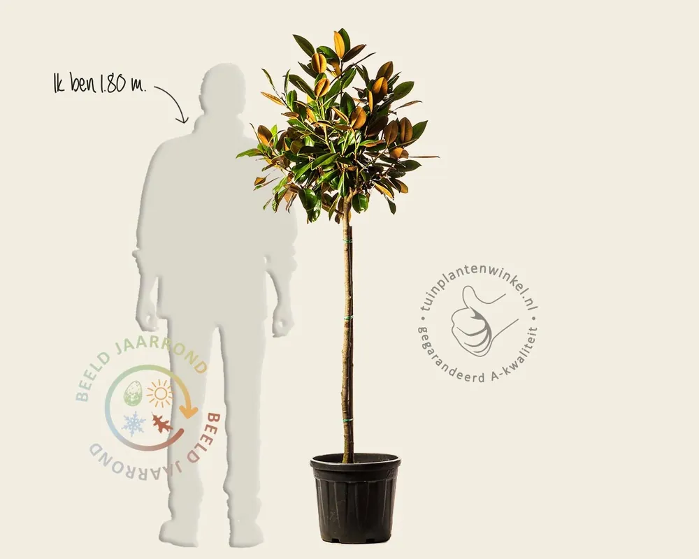 Voordeelprijs | Magnolia grandiflora ‘Ferruginea‘ - halfstam