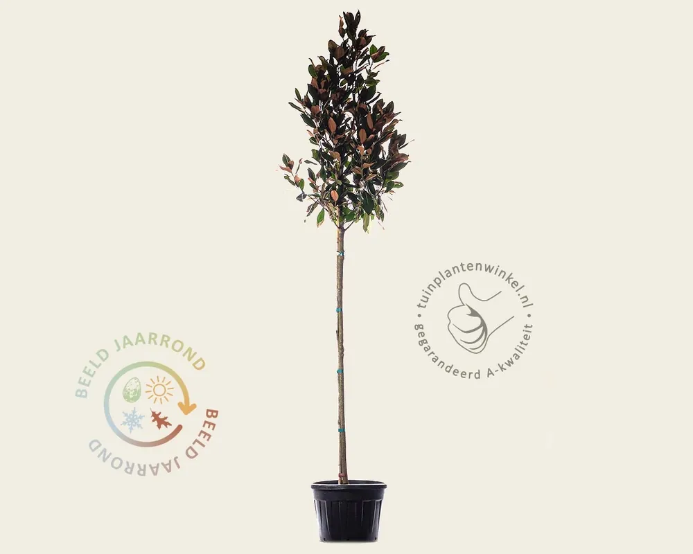 Actie | Magnolia grandiflora - hoogstam