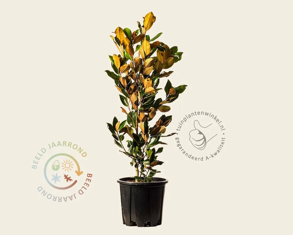 Magnolia grandiflora ‘Little Gem‘ | Nu kopen