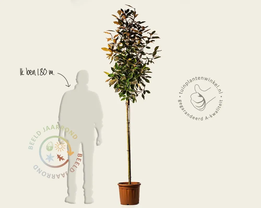 Magnolia grandiflora ‘Little Gem‘ - op stam | Topproduct