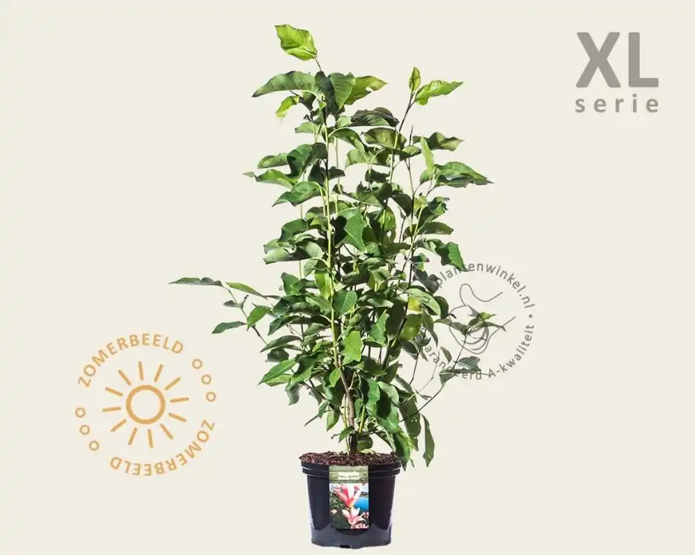Flitsaanbieding | Magnolia ‘Heaven Scent‘ - XL