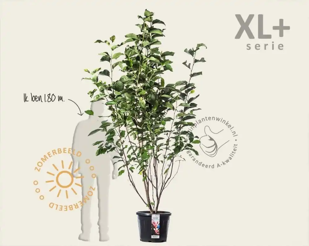 Magnolia ‘Heaven Scent‘ - XL+ | Korting