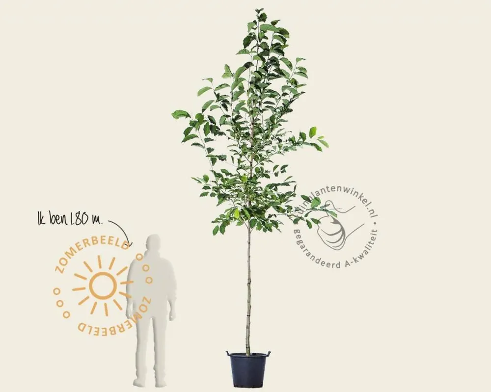 Magnolia ‘Kobus‘ - Opruiming