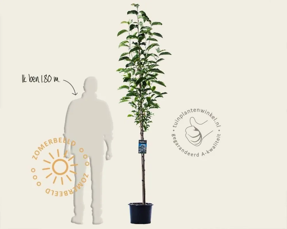 Actieprijs | Magnolia kobus