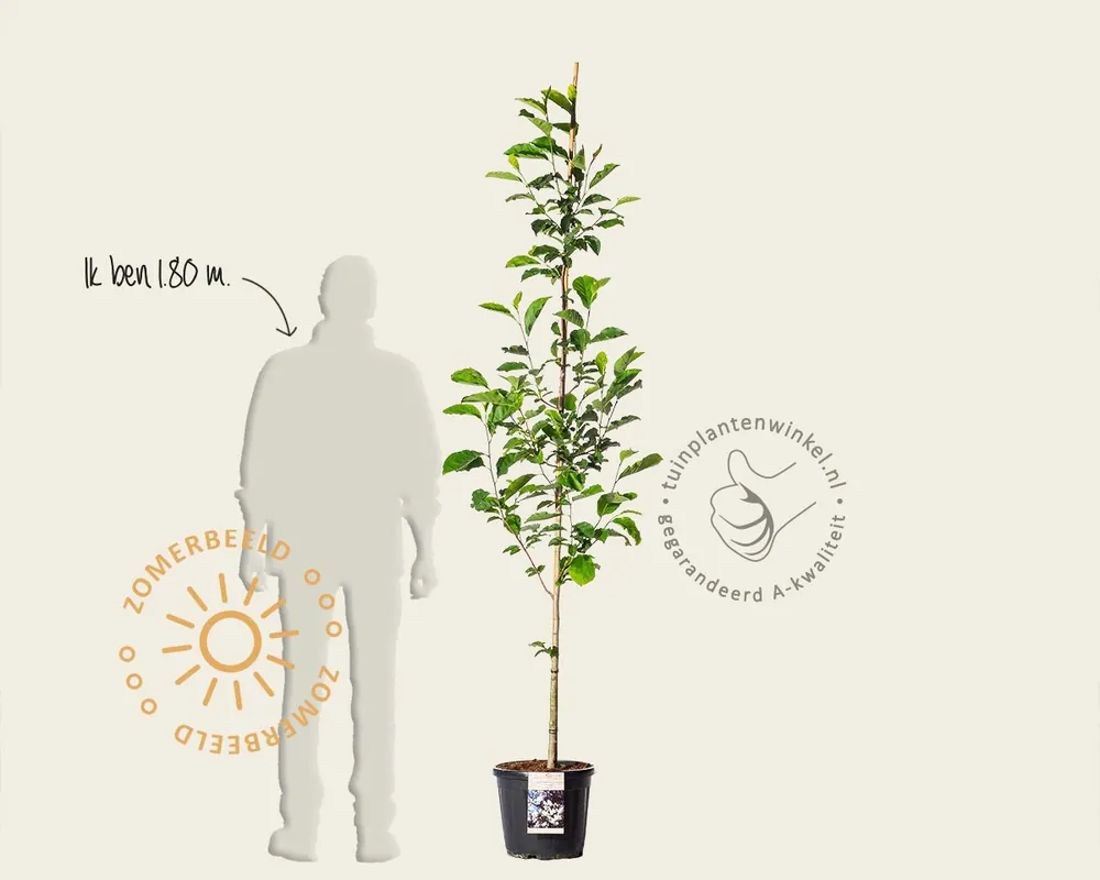 Online bestelbaar - Magnolia loebneri ‘Merrill‘ - beveerd
