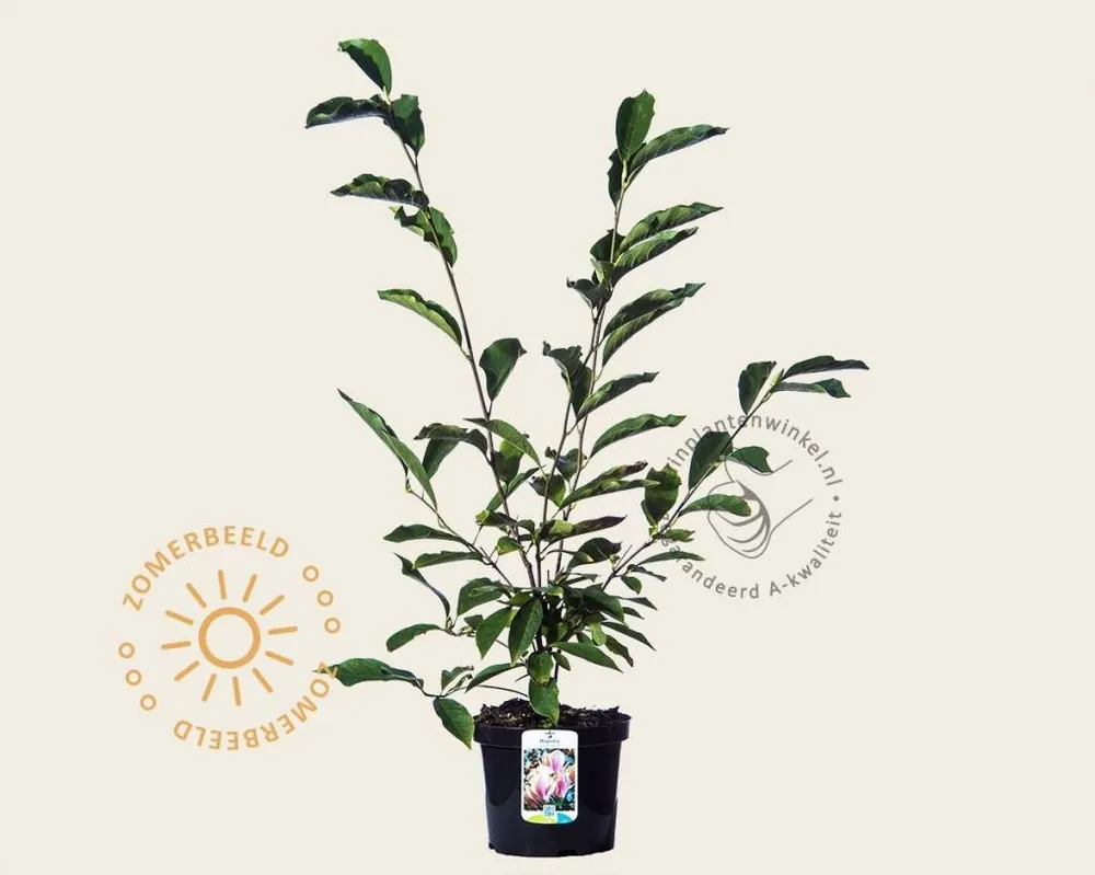 Topkwaliteit - Magnolia soulangeana
