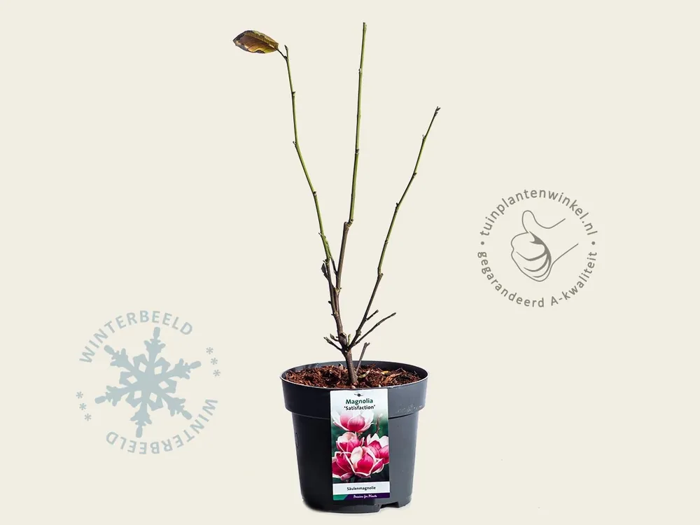 Speciale deal | Magnolia soulangeana ‘Satisfaction‘