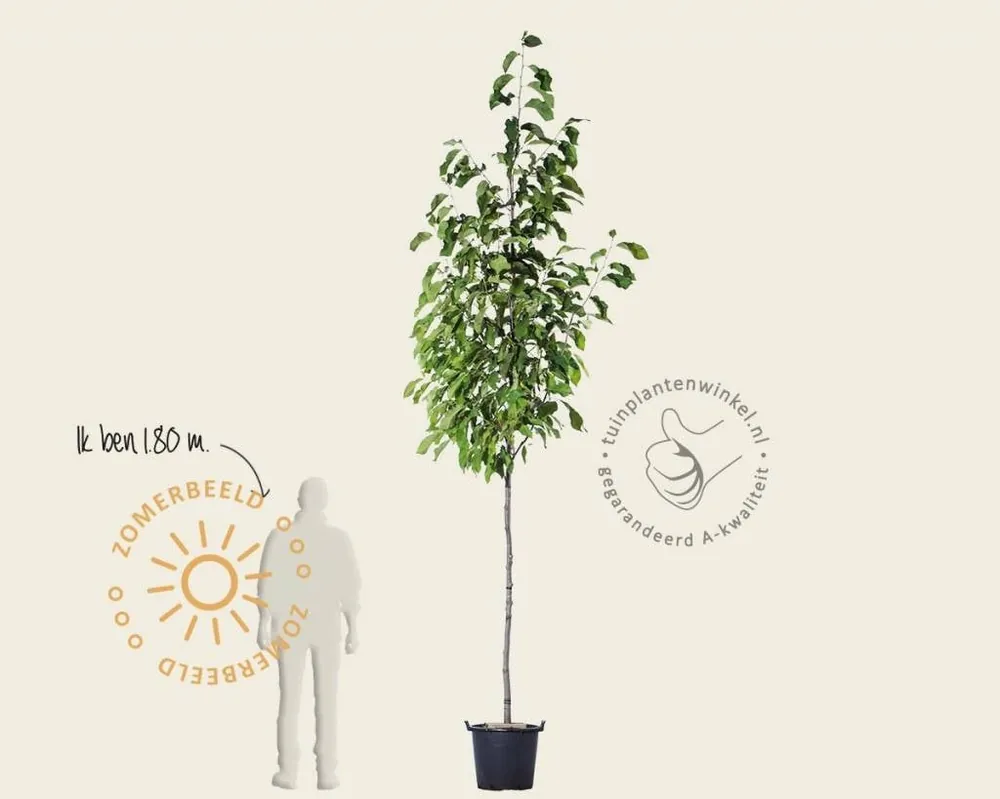 Direct leverbaar | Magnolia ‘Spectrum‘