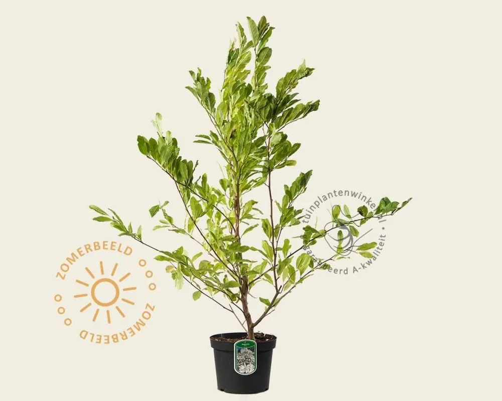Veel gekozen | Magnolia stellata