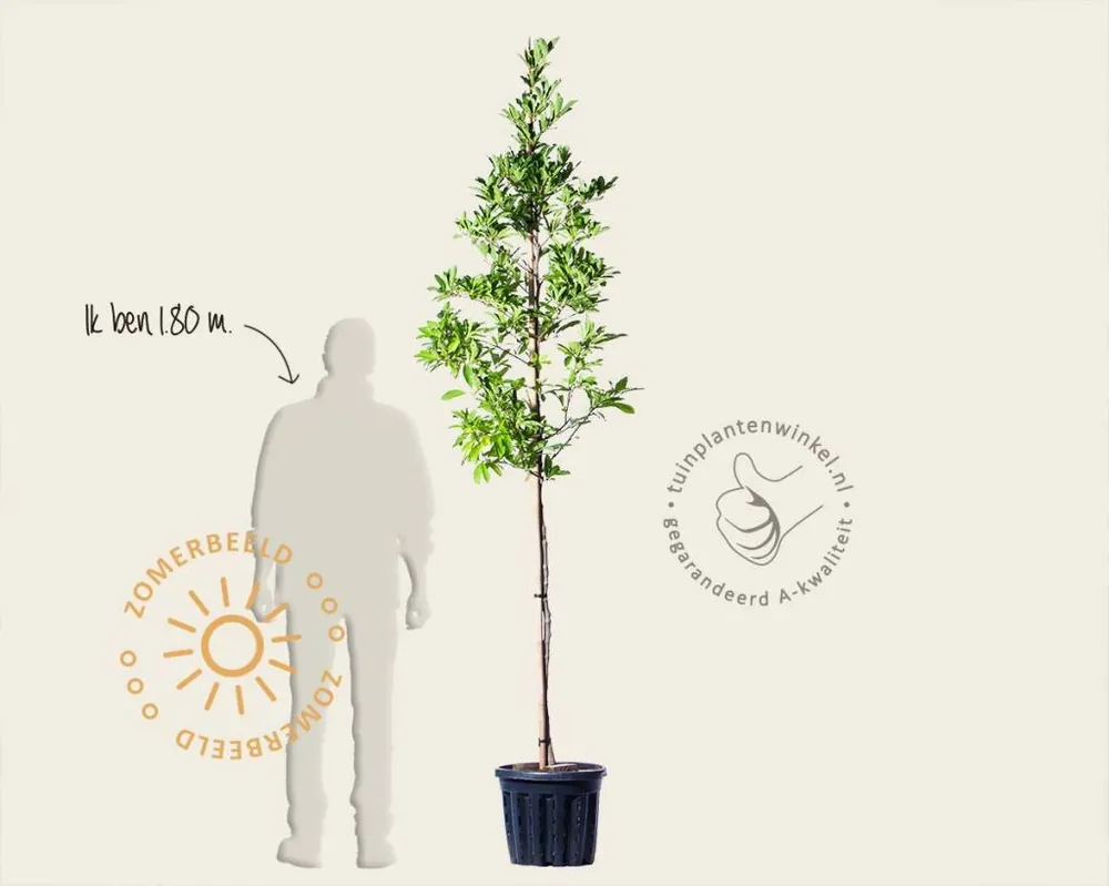 Magnolia stellata ‘Royal Star‘ - hoogstam - Gratis retourneren