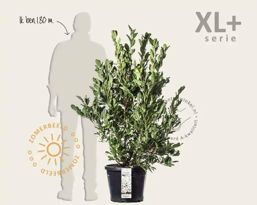 Magnolia stellata - XL+ | Voordeelprijs