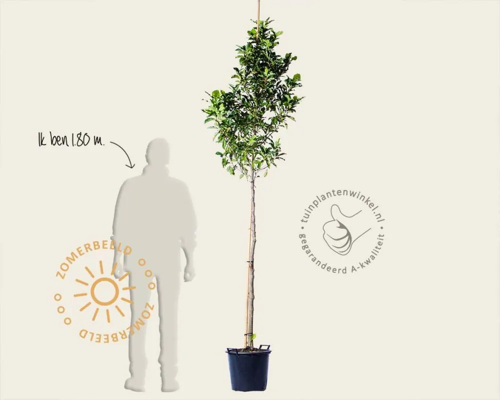 Uitverkoop - Magnolia ‘Susan‘ - hoogstam