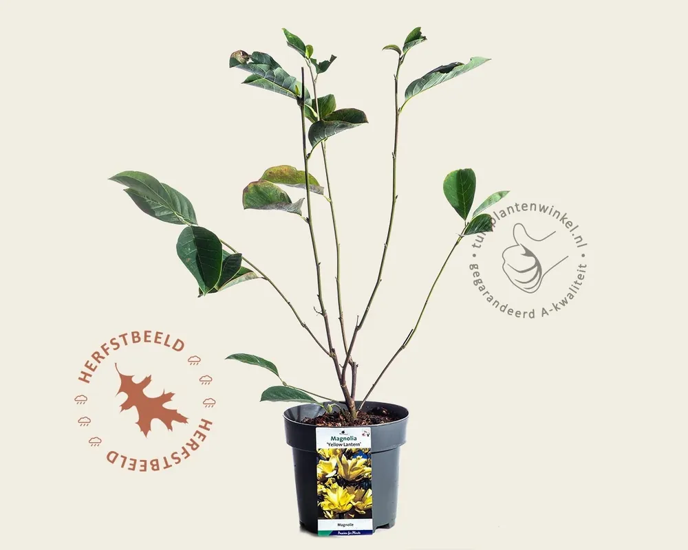 Nieuw in de shop - Magnolia ‘Yellow Lantern‘