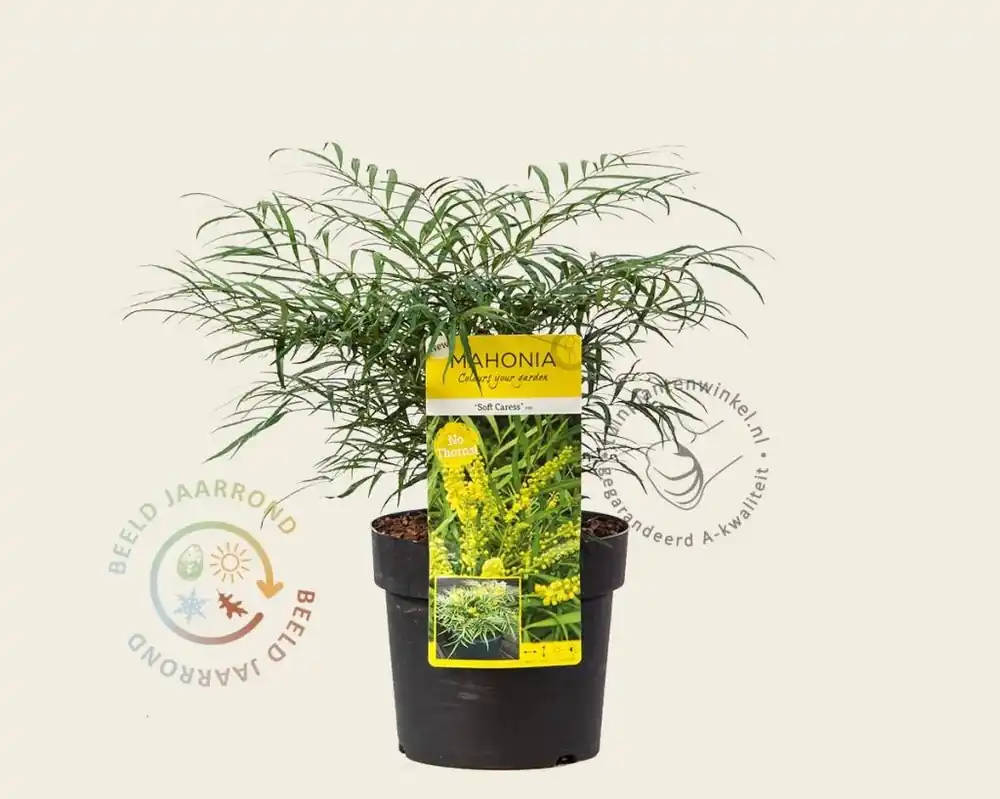 Zeer goed beoordeeld - Mahonia eurybracteata ‘Soft Caress‘