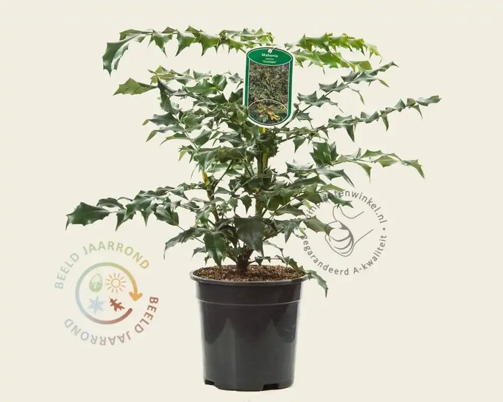 Mahonia japonica ‘Hivernant‘ | Gratis retourneren