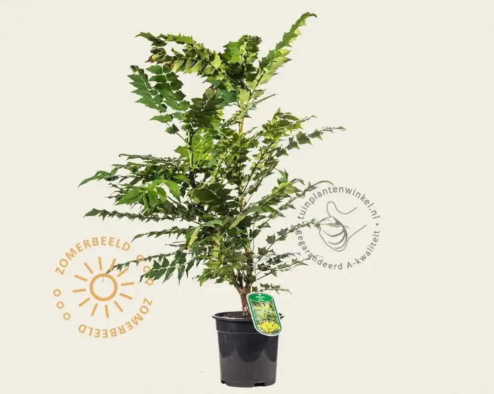 Laatste stuks - Mahonia media ‘Charity‘