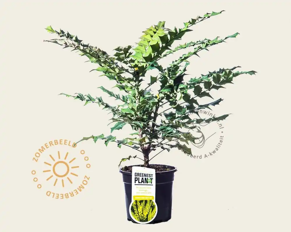 Hoge kwaliteit | Mahonia media ‘Winter Sun‘