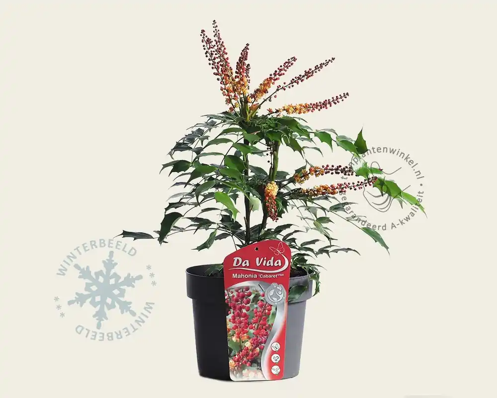 Populair | Mahonia nitens ‘Cabaret‘