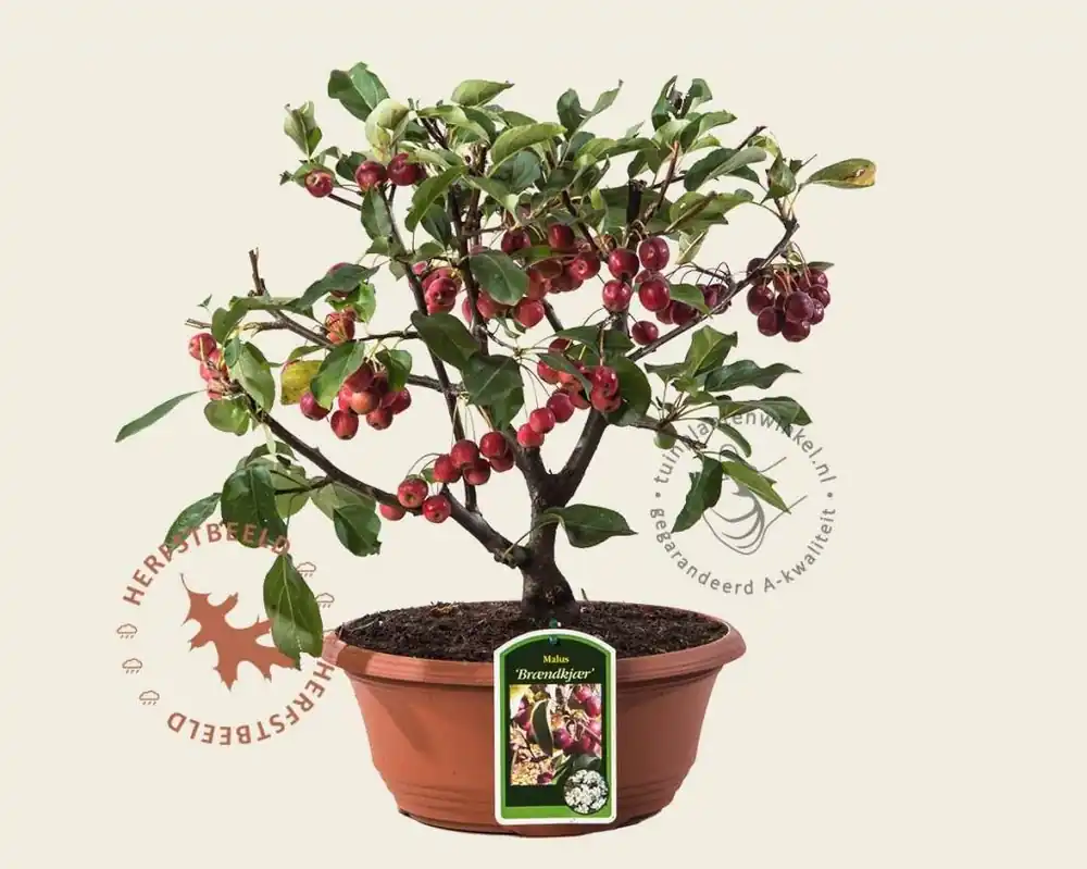 Veel gevraagd | Malus ‘Braendkjaer‘ - bonsai in schaal