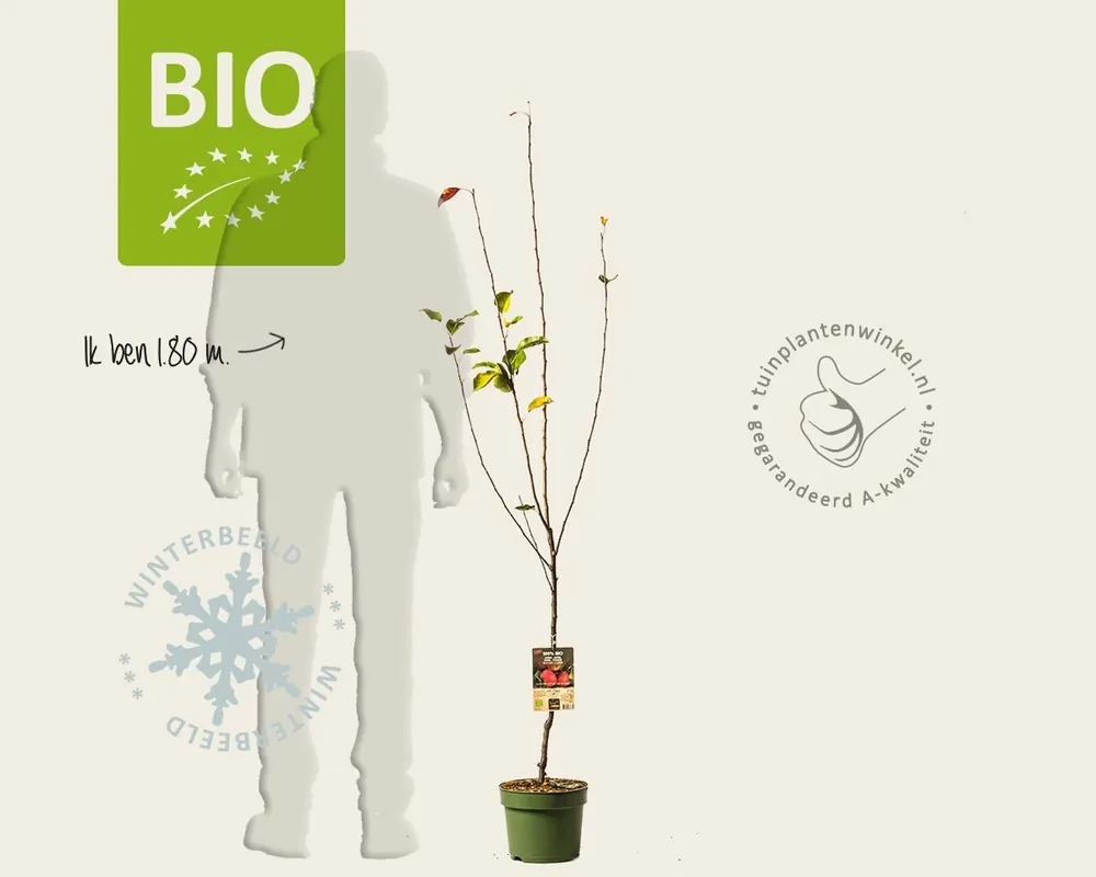 Malus domestica ‘Benoni‘ - BIO laagstam | Voordelig