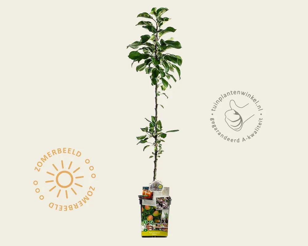 Professionele kwaliteit - Malus domestica ‘Bolero‘