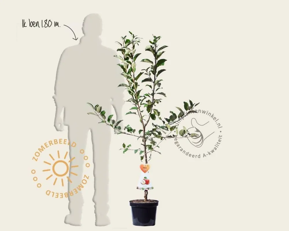Malus domestica ‘Braeburn‘ - laagstam | Nu kopen