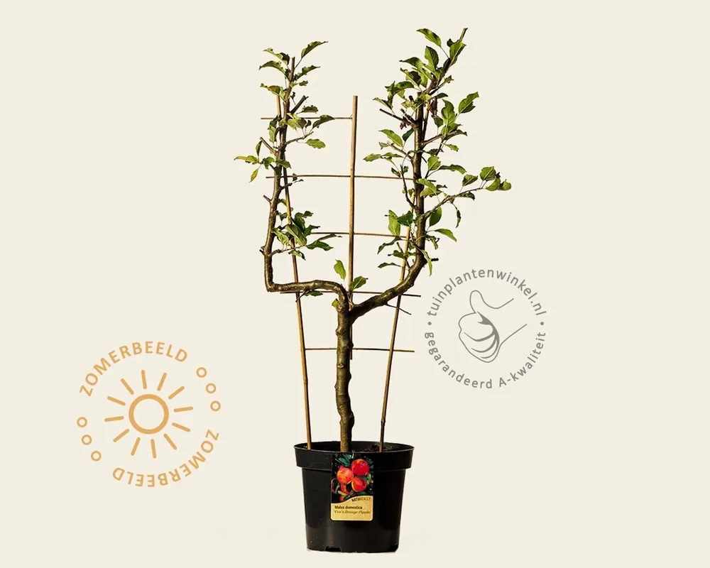 Beperkte voorraad | Malus domestica ‘Cox‘s Orange Pippin‘ - U-vorm