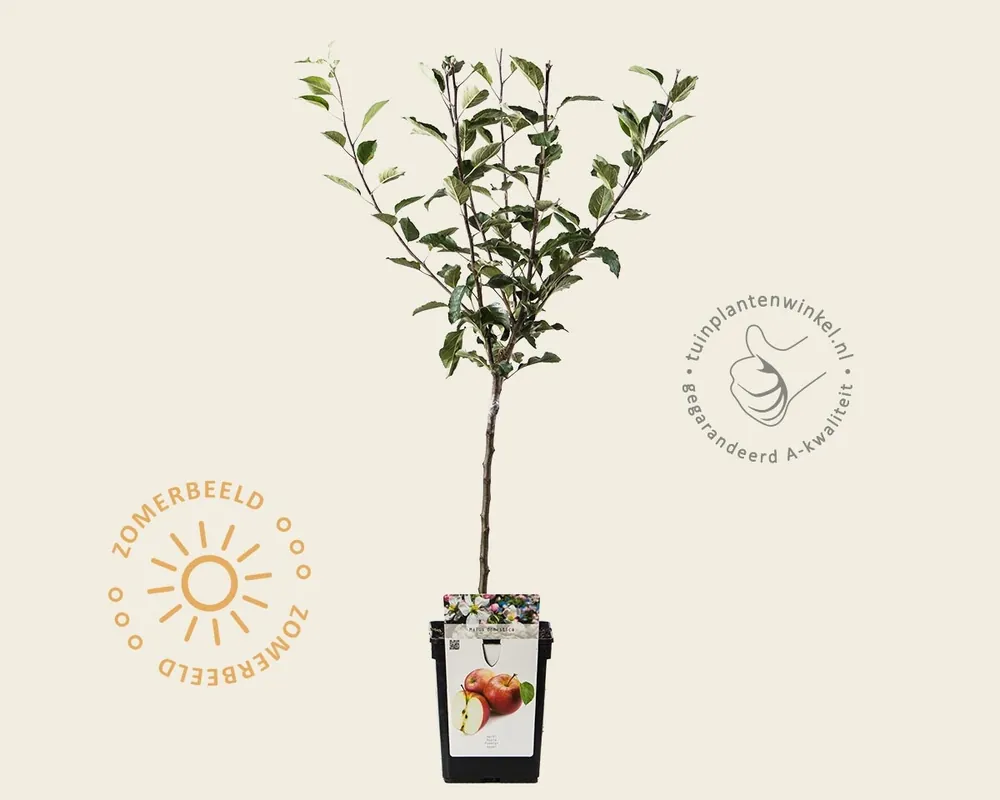 Malus domestica ‘Delcorf‘ - mini - Nog maar een paar beschikbaar