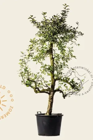 Direct bestellen | Malus domestica ‘Delcorf‘ - oude laagstam