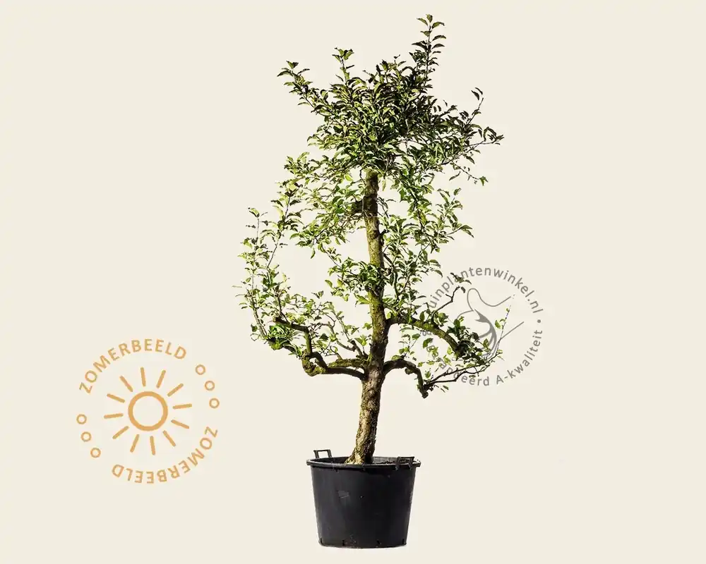 Direct bestellen | Malus domestica ‘Delcorf‘ - oude laagstam