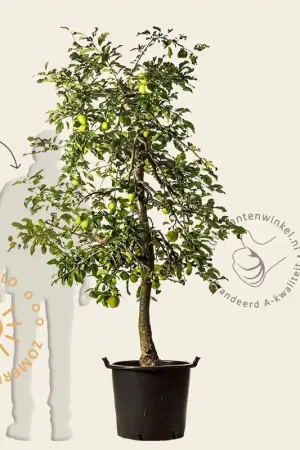 Professionele kwaliteit - Malus domestica ‘Delcorf‘ - oude laagstam