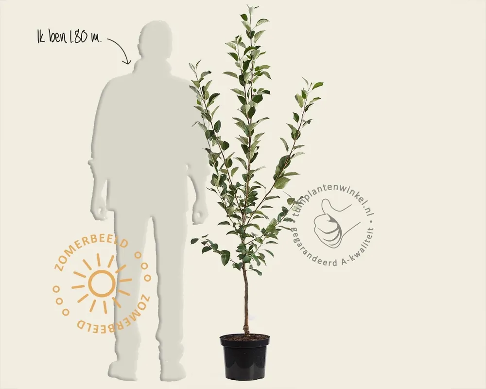 Nu beschikbaar - Malus domestica ‘Discovery‘ - laagstam