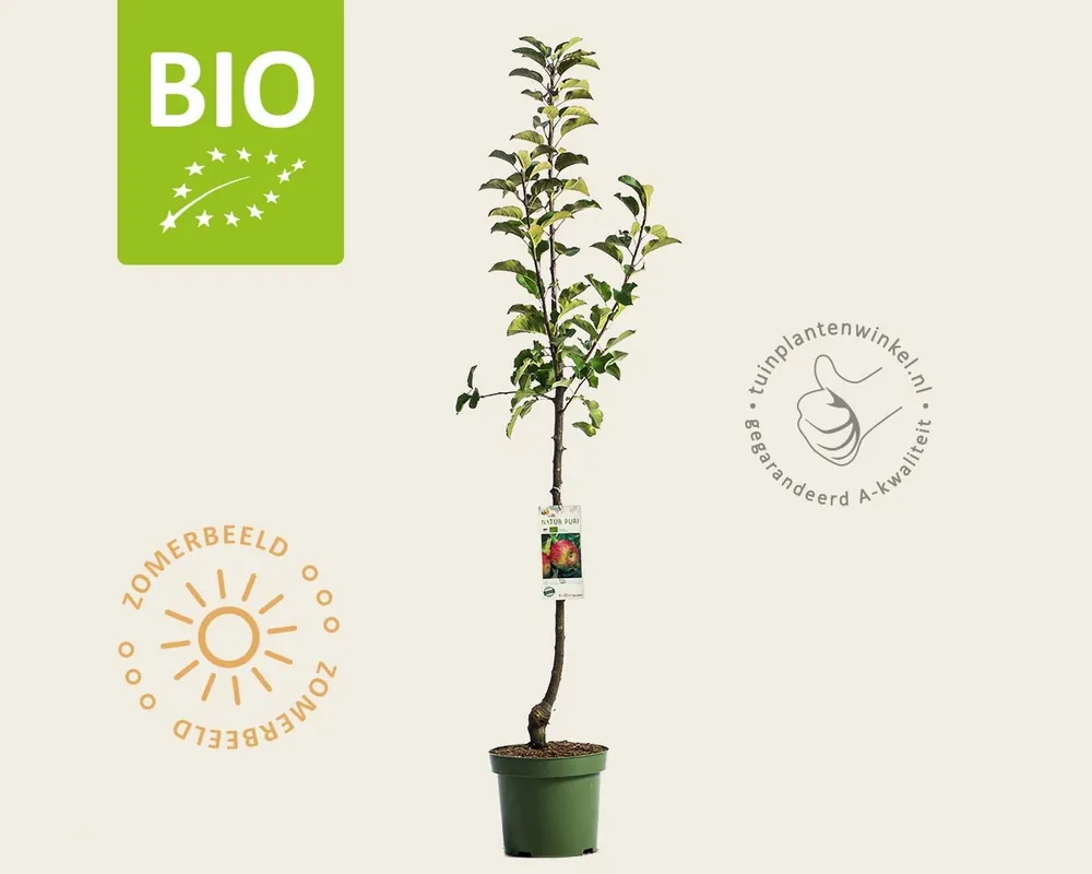 Makkelijk bestellen | Malus domestica ‘Topaz‘ - BIO laagstam