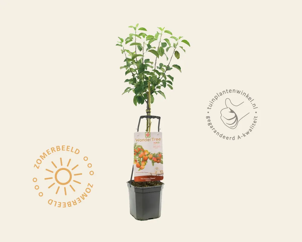 Malus domestica ‘Elstar‘ - Wonder Tree - Veilig betalen
